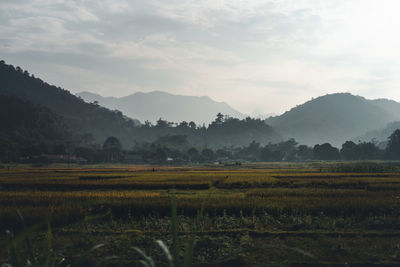 Scenic view of field against sky