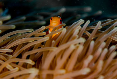 Fish swimming in sea