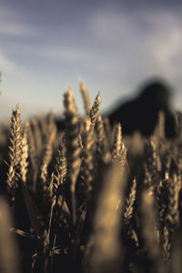 Close-up of stalks in field against sky