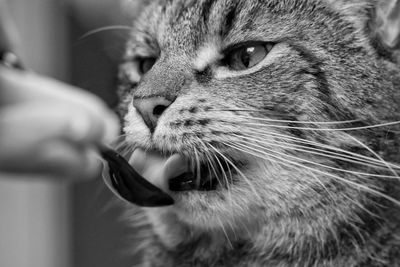 Cropped hand feeding cat using spoon