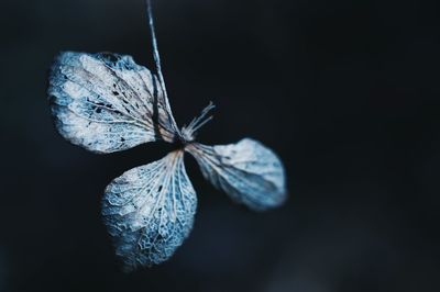 Close up of leaf