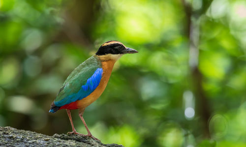 Blue-winged pitta in the natural forest in thailand searched a food.