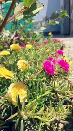 Close-up of flowering plant in flower pot