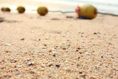 Close-up of pebble on beach