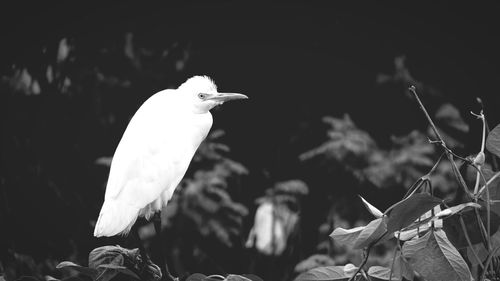 Bird perching on railing