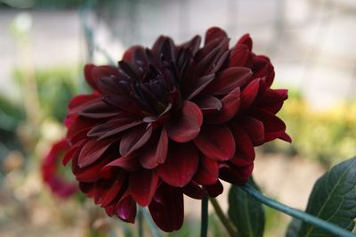 Close-up of flower blooming outdoors