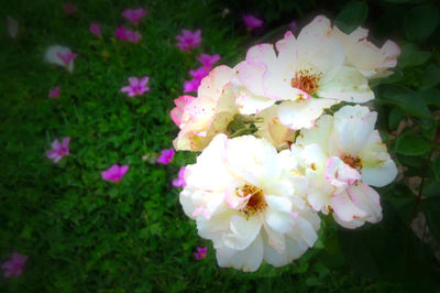 Close-up of white flowers blooming outdoors