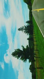 Palm tree against sky