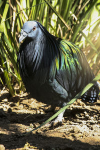 Close-up of a bird perching on a field