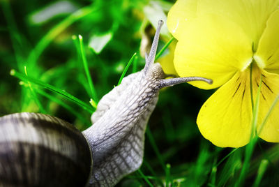 Close-up of grasshopper on flower