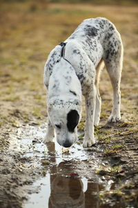 View of dog drinking water in lake