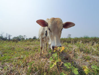 Sheep grazing on grassy field