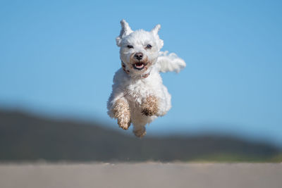 Dog in mid-air on street