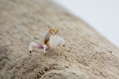 An orchid mantis l2 instar nymph, looking forward, on a piece of driftwood.