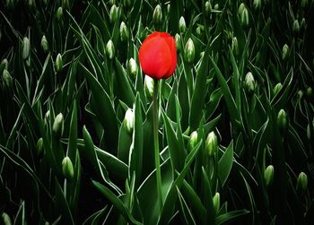 Close-up of red poppy flower on field