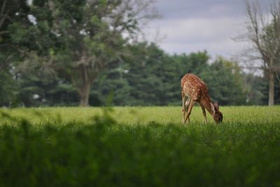 View of a fawn foraging