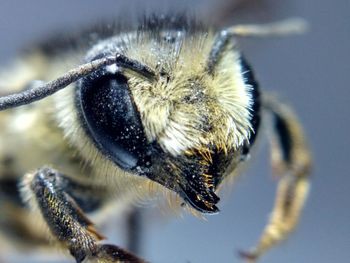 Close-up of insect on plant