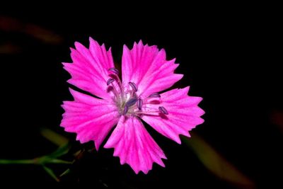 Close-up of pink flower against black background