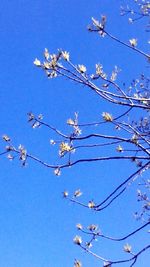 Low angle view of flowers on branch