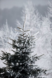 Close-up of snow covered pine tree