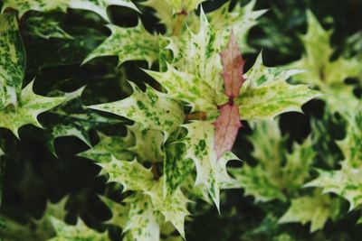 Close-up of fresh green leaves