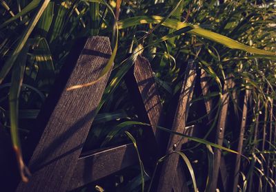 Close-up of bamboo plant