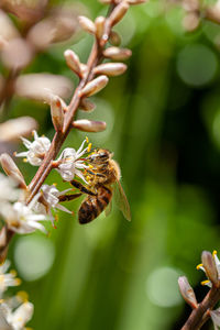Bee pollinating on white flowers of cordyline australis flowers, commonly known as the cabbage tree.