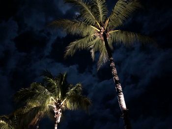 Low angle view of coconut palm tree against sky