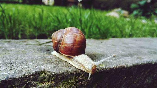 Close-up of snail