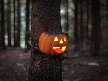 Close-up of pumpkin on tree trunk during halloween