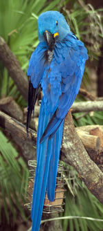 Close-up of blue macaw perching on tree