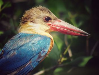 Close-up of a bird