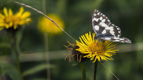 Close-up of marbled white butterfly feeding on a yellow flower in the green pasture on a summer day.