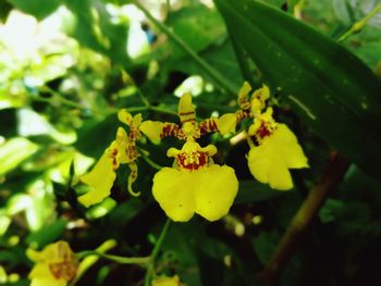 Close-up of yellow flowering plant