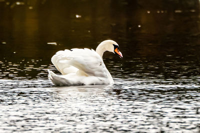 Swan swimming in lake