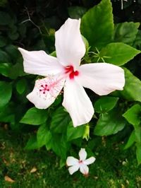 Close-up of white flowers