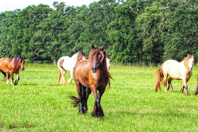 Gypsy horses in a field