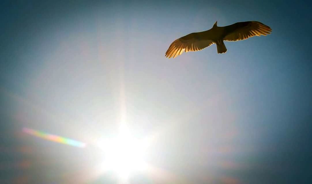 LOW ANGLE VIEW OF BIRDS FLYING IN SKY