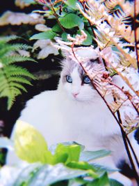 Close-up portrait of a cat