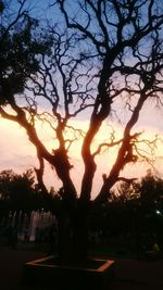 Low angle view of bare trees against sky