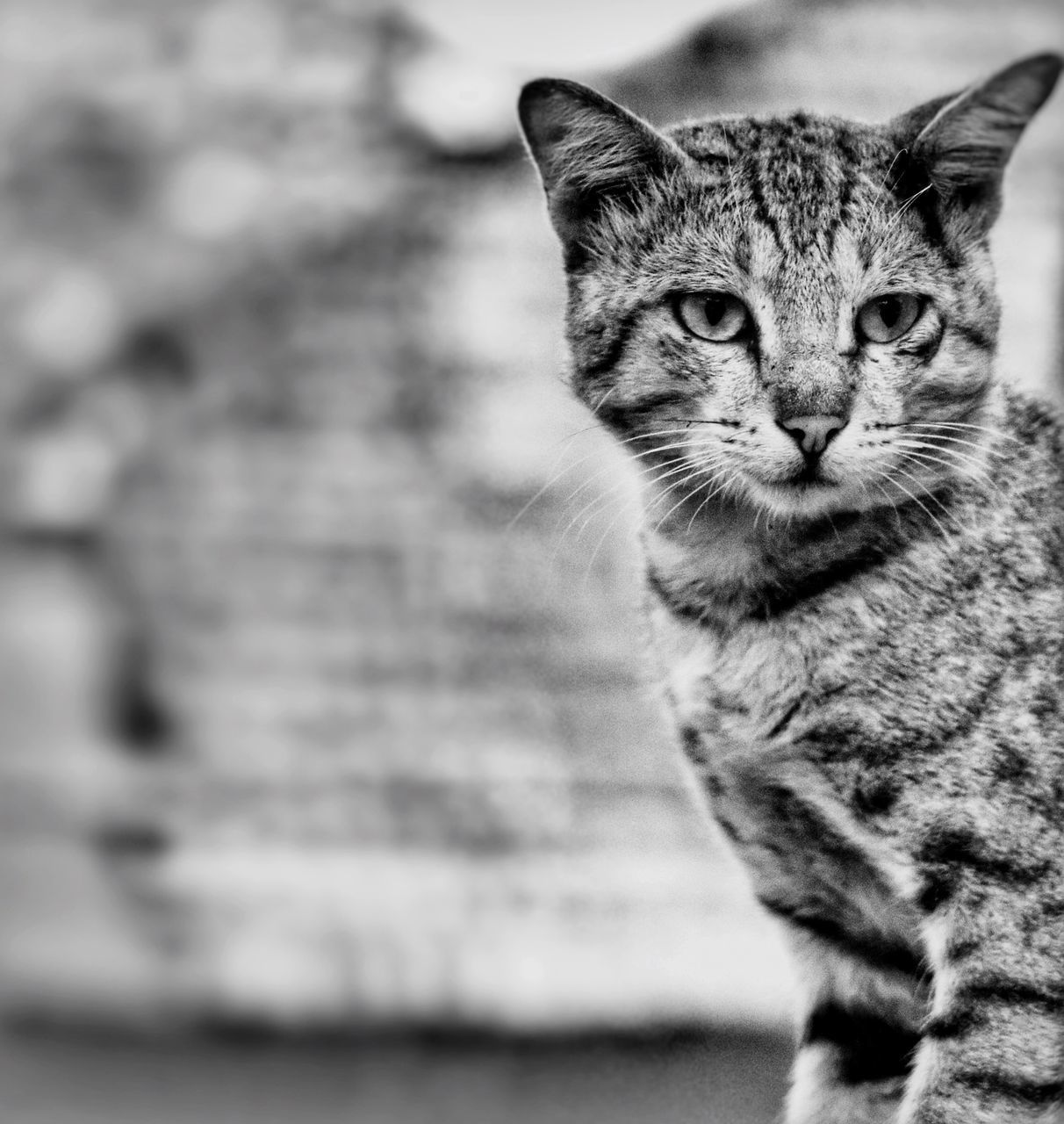 one animal, domestic cat, animal themes, feline, pets, mammal, focus on foreground, domestic animals, no people, whisker, portrait, looking at camera, day, close-up, outdoors, nature