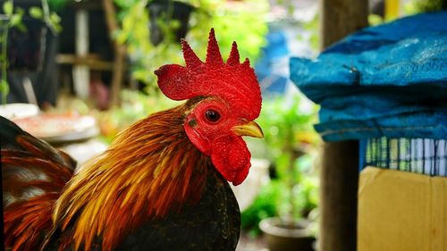 Close-up of rooster