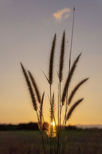 Grass flower on sunset background