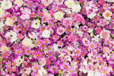 Full frame shot of pink flowering plants