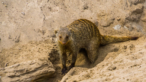 Close-up of an animal