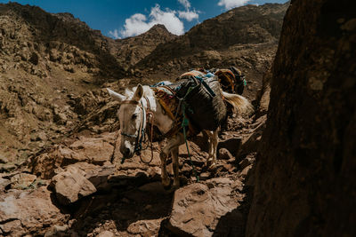 View of an animal on rock