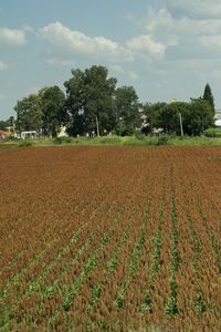 Scenic view of agricultural field against sky