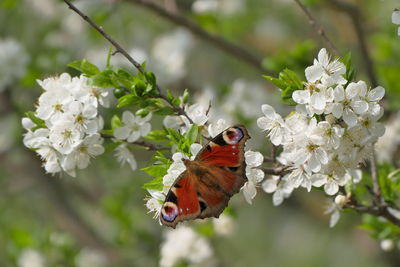 Close-up of butterfly pollinating on flower