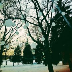 Bare trees against sky