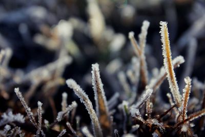 Close-up of frozen plant on field during winter